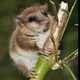 Illustration for article titled This Little Guy Proves That Australia Was Always A Penal Colony